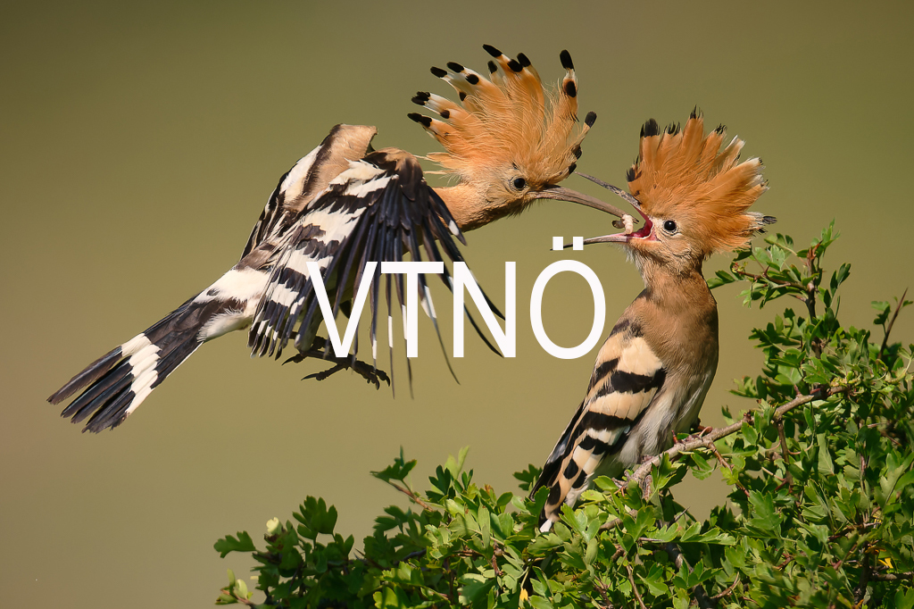 vtnoe_2024